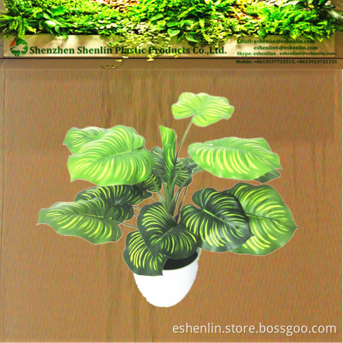 desk plants evergreen bonsai small mini decorative trees for home